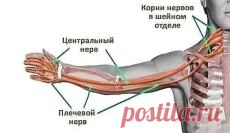 ПРИЧИНЫ ОНЕМЕНИЯ РУК