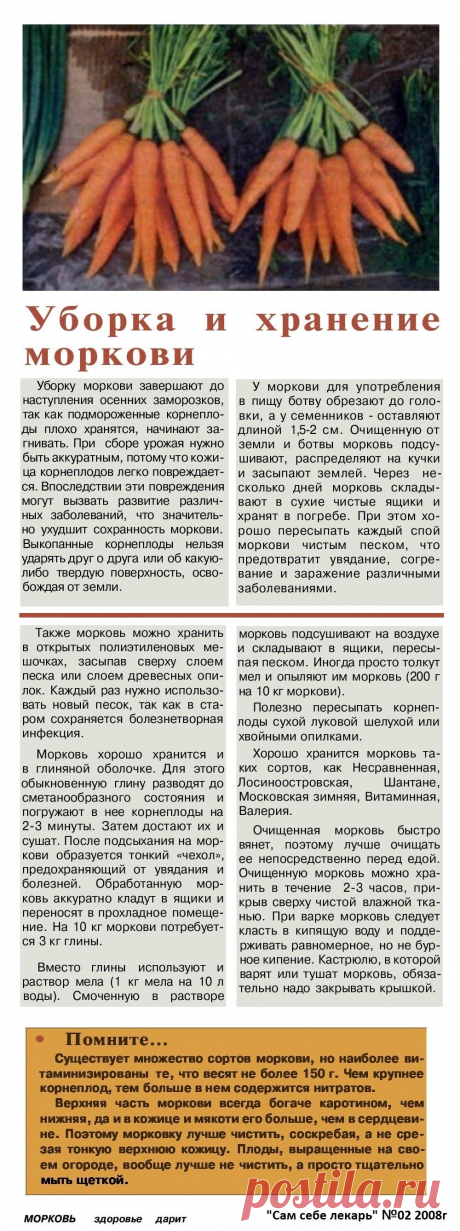 Уборка и хранение моркови