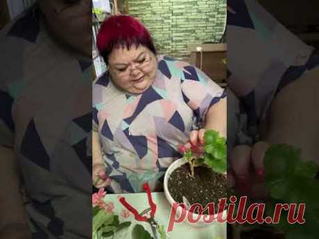 ВРЕМЯ БУДИТЬ ПЕЛАРГОНИИ КОНЕЦ  ЯНВАРЯ