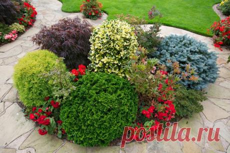 Шаровидные деревья и кустарники для сада, фото