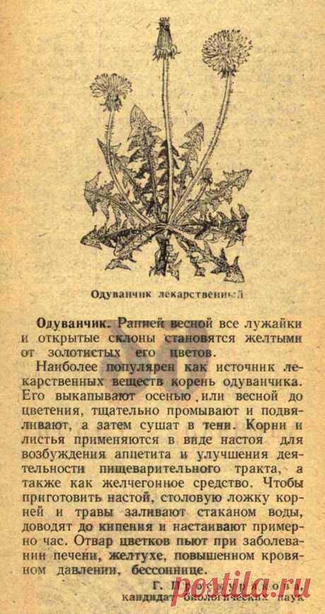 Одуванчик лекарственный