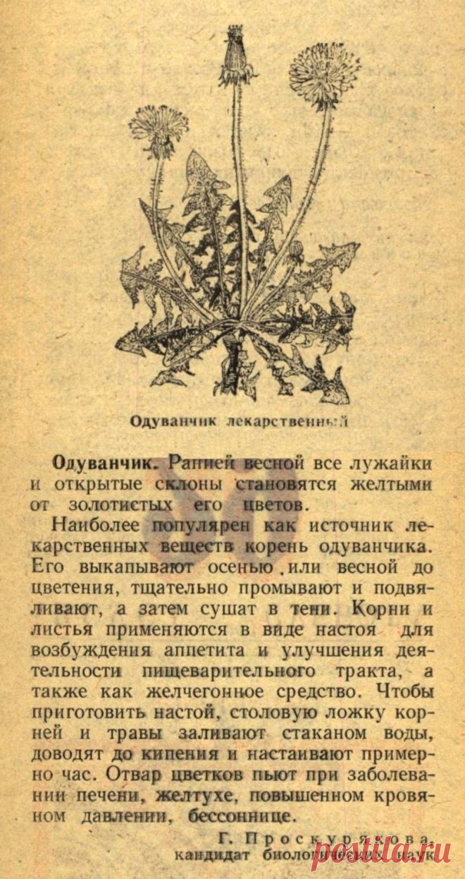 Одуванчик лекарственный