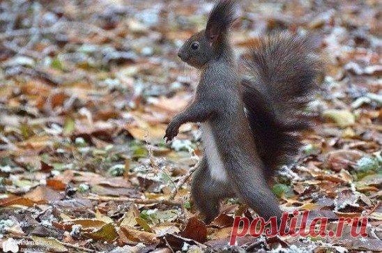 Уверенная в себе белка.