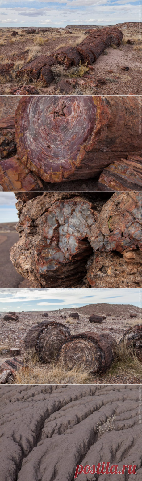 Удивительный парк с окаменевшим лесом / Туристический спутник