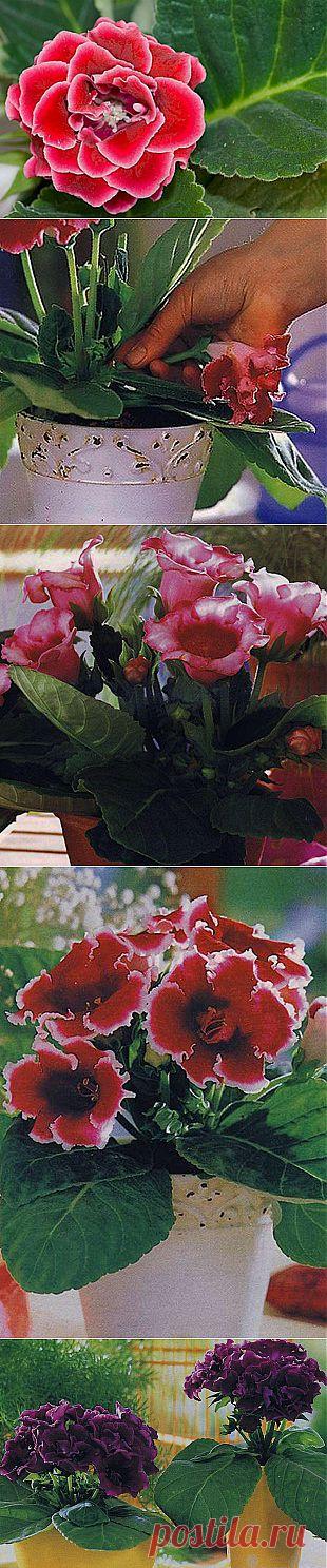 Глоксиния – бархатные цветы | САД НА ПОДОКОННИКЕ