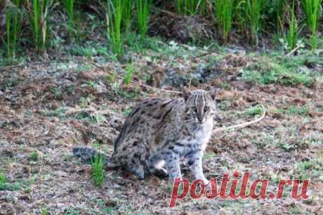 Кошка-Рыболов или Виверровый кот: 25+ фото Крапчатой, цена