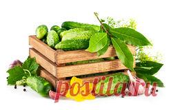 сообщение галина5819 : Малосольные огурцы: 5 лучших рецептов (06:06 06-06-2016) [3803925/392208949] - lubov-yurchenko@mail.ru - Почта Mail.Ru