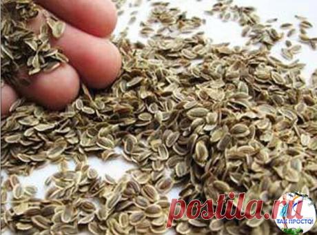 Укроп от повышенного давления, лечение народными средствами. Семена укропа при г (1)