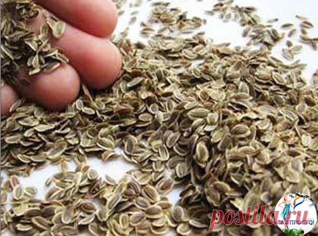 Укроп от повышенного давления, лечение народными средствами. Семена укропа при г (1)