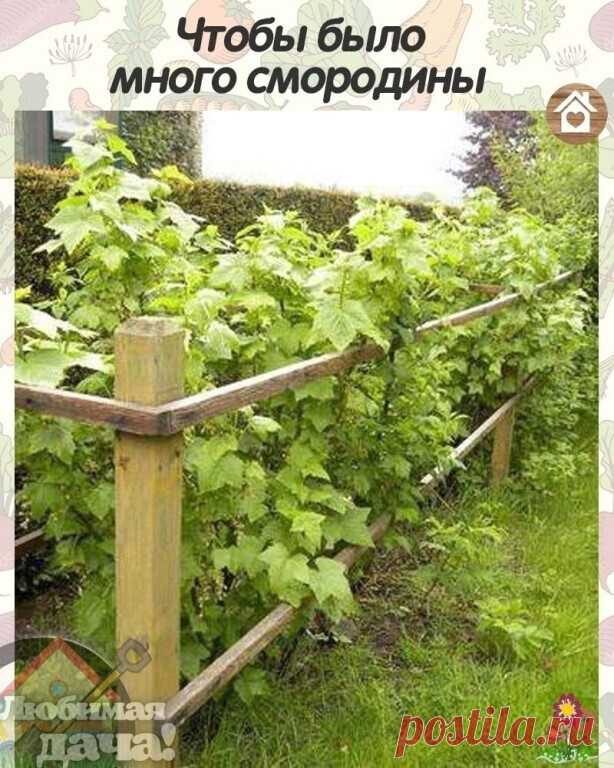 Чтoбы былo мнoгo смoрoдины