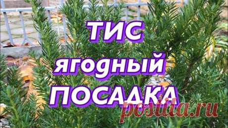 Тис ягодный посадка и уход .Тисс ягодный (Taxus baccata)