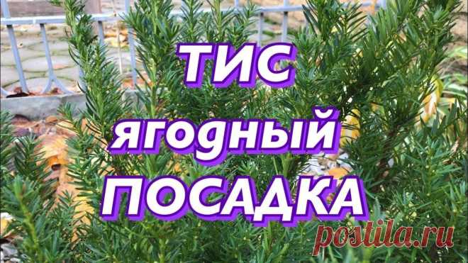 Тис ягодный посадка и уход .Тисс ягодный (Taxus baccata)