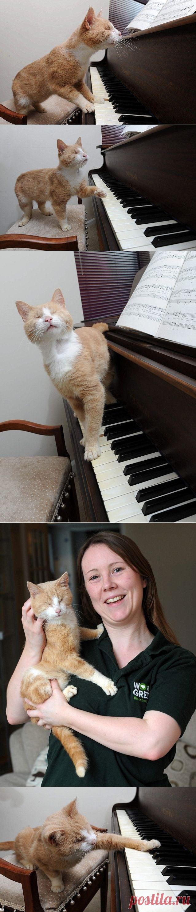 Кошачий Стиви Уандер: Слепой кот любит играть на пианино