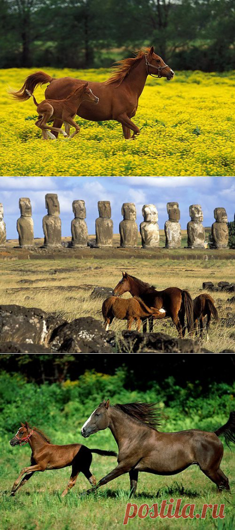 Обои на рабочий стол, Лошади, horses wallpapers 1, лошадь, Лошадки на рабочий стол, basik.ru