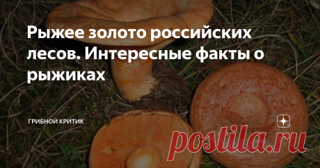 Рыжее золото российских лесов. Интересные факты о рыжиках Рыжики... Кто не знает, не собирает и не любит эти грибы? Разве что те грибники, которым не очень повезло с местными лесами (хотя, возможно, что они и не жалеют об этом), в силу того, что рыжики там не растут.
Ещё есть определённая категория грибников, которая предпочитает собирать только трубчатые грибы. Поэтому для них, во главе всего, белые грибы, ну и подосиновики с моховиками, маслята и