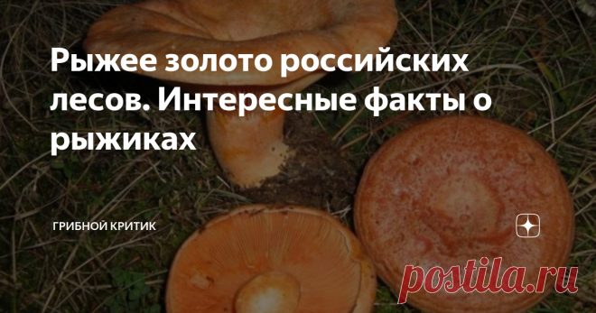 Рыжее золото российских лесов. Интересные факты о рыжиках Рыжики... Кто не знает, не собирает и не любит эти грибы? Разве что те грибники, которым не очень повезло с местными лесами (хотя, возможно, что они и не жалеют об этом), в силу того, что рыжики там не растут.
Ещё есть определённая категория грибников, которая предпочитает собирать только трубчатые грибы. Поэтому для них, во главе всего, белые грибы, ну и подосиновики с моховиками, маслята и