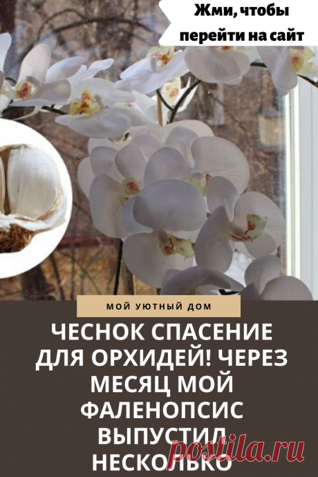 Используем чеснок для удобрения орхидеи