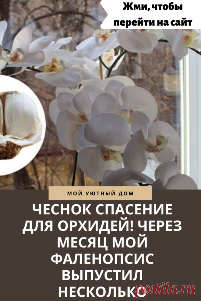 Используем чеснок для удобрения орхидеи