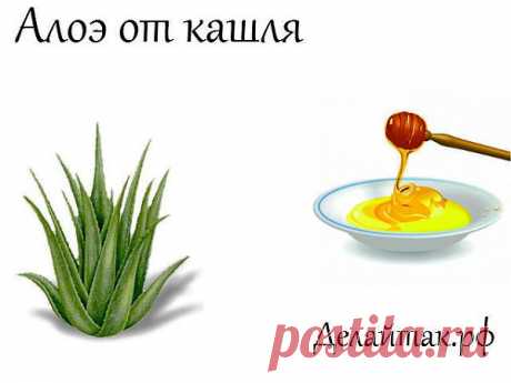 Алоэ от кашля,средство от кашля,