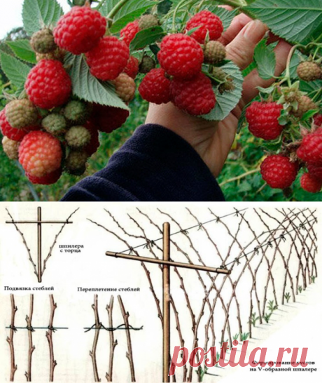 Как сделать так, чтобы малины на грядке было очень много! — Копилочка полезных советов