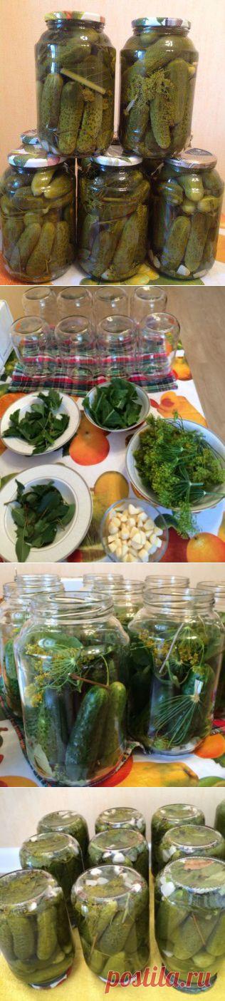 Огурчики хрустящие (от начальницы) : Огурцы