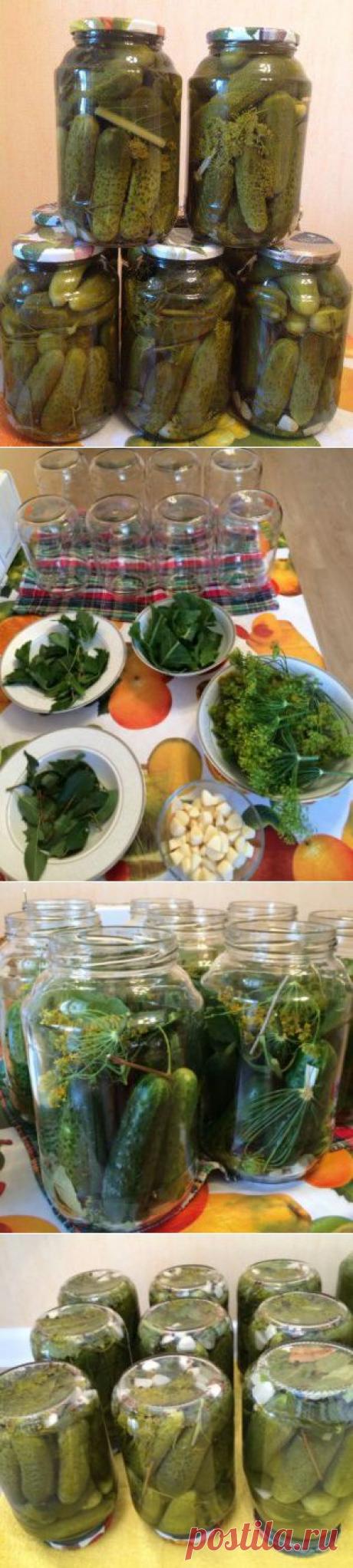 Огурчики хрустящие (от начальницы) : Огурцы