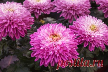 Главные новинки селекции хризантем — сорта для будущего сезона — Ботаничка