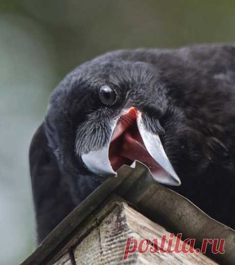 Придумай название...

#Придумай_подпись@birdslovers