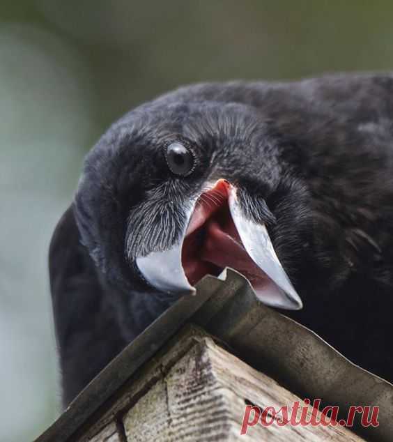 Придумай название...

#Придумай_подпись@birdslovers