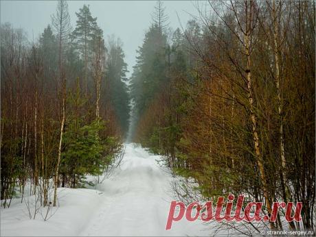Весна туманов в старом лесу: верховья рек Слогавка и Дрезна, урочище Троица-Чижи