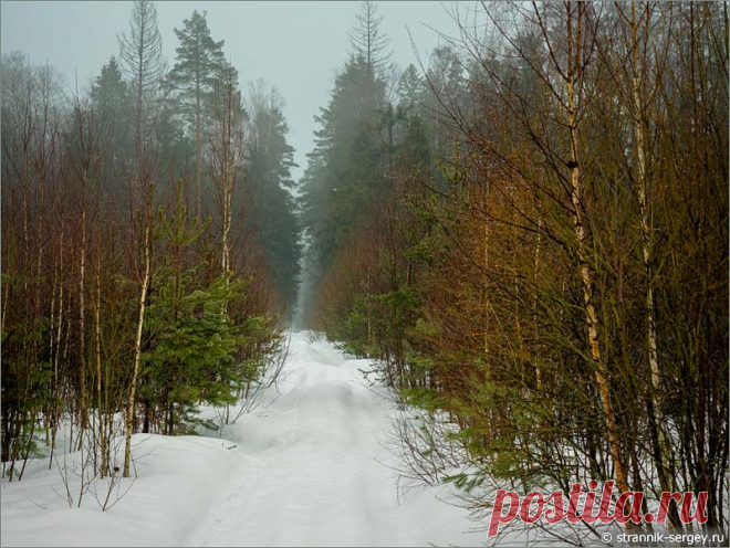 Весна туманов в старом лесу: верховья рек Слогавка и Дрезна, урочище Троица-Чижи