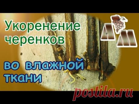 Укоренение черенков винограда - 4. Укоренение во влажной ткани