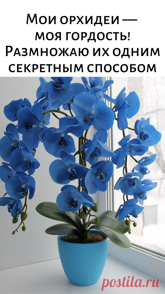 Мои орхидеи — моя гордость! Размножаю их одним секретным способом