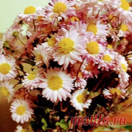 Photo by TM💞 on November 13, 2020. May be an image of flower.