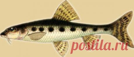 Ловля пескаря: на что ловить и как | Рыбалка, карп, карась, сом, жерех, плотва, щука, голавль и налим