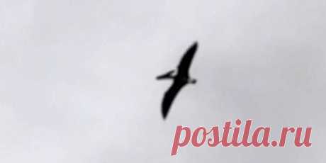 В небе над Айдахо засняли птеродактиля?