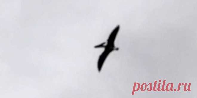 В небе над Айдахо засняли птеродактиля?