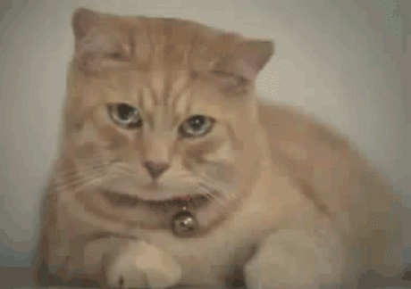 s-68545.gif (372×262)