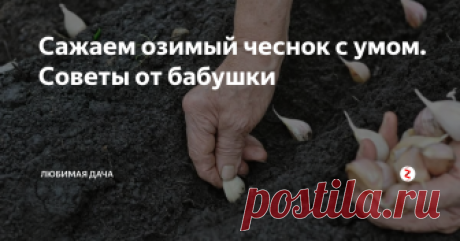 Сажаем озимый чеснок с умом. Советы от бабушки Чеснок можно сажать весной и осенью. Чеснок посаженный осенью называется озимый. А посаженный весной, называется яровой. Оба вида хороши во всем. Но яровой не хранится долго, хотя и вкусовые качества его нисколько не хуже. А озимый может храниться всю зиму, а часто и до нового урожая лежит у меня в кладовке.
Для посадки я выбираю самые крупные зубчики. И разделяю чесночную головку на зубцы всегда