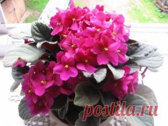 Тенелюбивые и теневыносливые комнатные растения для северных окон / комнатные растения / Романтика - мир любви и романтики (картинки про любовь, рецепты и кулинария, красивые фото)