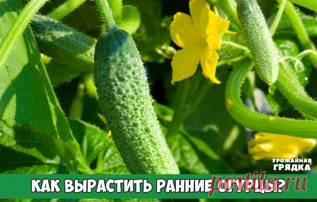 Как вырастить ранние огурцы?

Каждый огородник стремится получить первую продукцию со своих грядок как можно раньше: истосковавшись за зиму по свежим овощам, мы готовы грызть даже магазинные вялые и длинные огурцы, доверху нашпигованные «химией». То ли дело крепенький, хрустящий собственный огурчик, выросший на натуральных удобрениях!

При использовании закаливания и рассадного метода огурцы не боятся низкой температуры и прекрасно растут в парниках, радуя хозяев своими со...