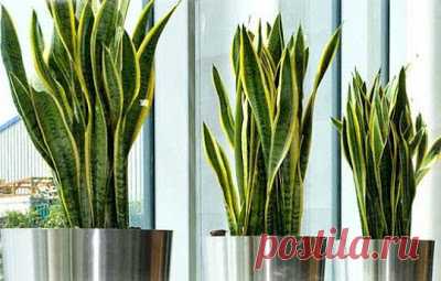 ЦВЕТОК ТЕЩИН ЯЗЫК — ПРИМЕТЫ И СУЕВЕРИЯ НАРОДОВ МИРА