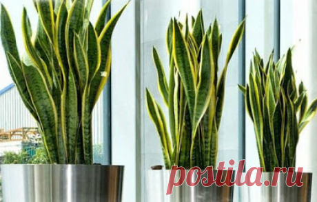 ЦВЕТОК ТЕЩИН ЯЗЫК — ПРИМЕТЫ И СУЕВЕРИЯ НАРОДОВ МИРА