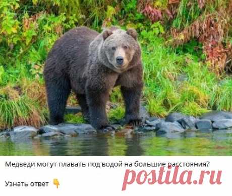 Медведи могут плавать под водой на большие расстояния?
Правда или Ложь? 
Узнать ответ 👇