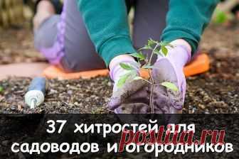 37 ХИТРОСТЕЙ ДЛЯ САДОВОДОВ И ОГОРОДНИКОВ