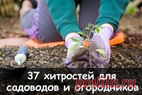 37 ХИТРОСТЕЙ ДЛЯ САДОВОДОВ И ОГОРОДНИКОВ