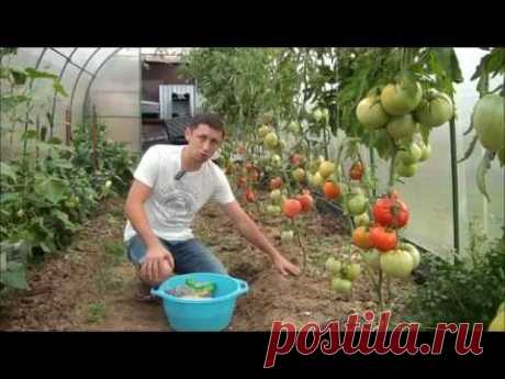 Сидераты. Посев под томаты.