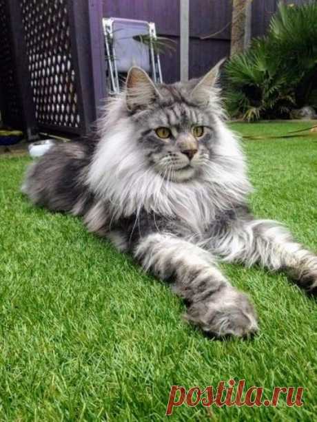 Пушистый сфинкс