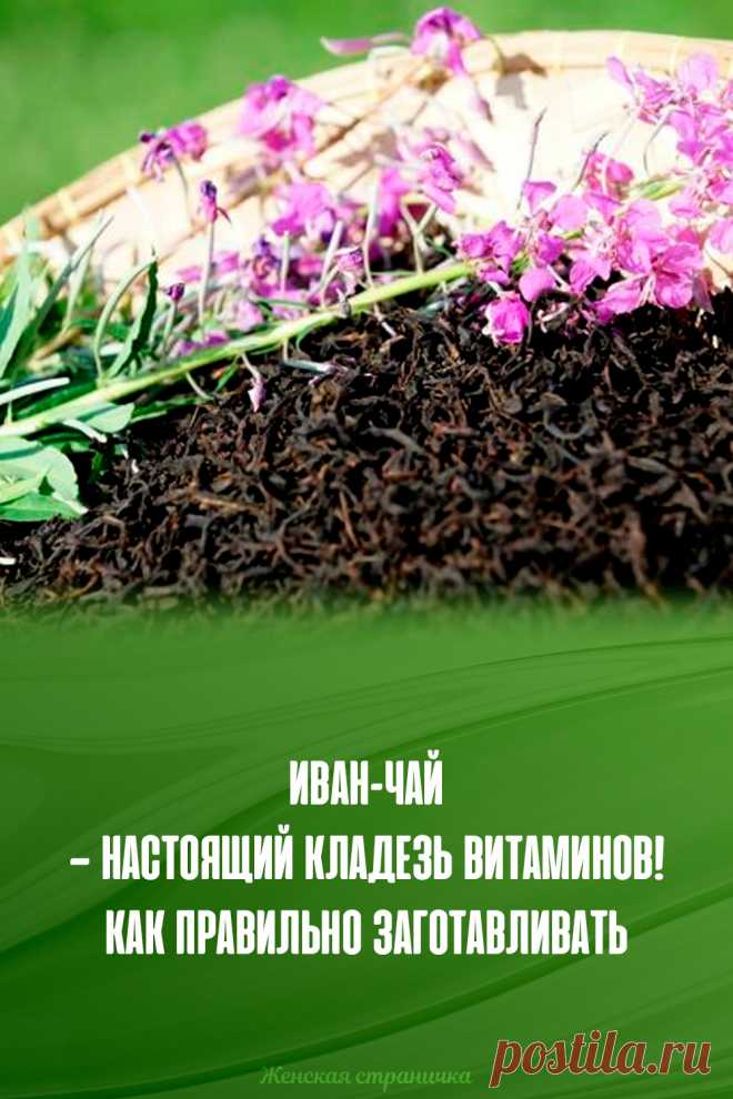 Иван-чай — настоящий кладезь витаминов! Как правильно заготавливать