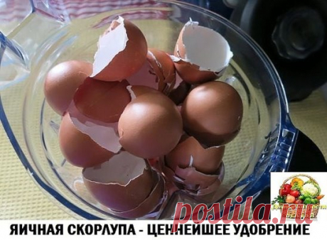 Сколько весит скорлупа от одного яйца? Примерно 10 граммов. Прикиньте, сколько ваша семья съедает яиц в год, и поймете, что счет идет на килограммы скорлупы. Килограммы ценнейшего натурального удобрения, выбрасываемого на помойку. Яичная скорлупа в основе своей является замечательным удобрением и легко усваиваемым карбонатом кальция, дополненным набором важных для растений микроэлементов: калий, кремний, магний, фосфор и еще почти два десятка представителя таблицы Менделеева.
Использование яичн